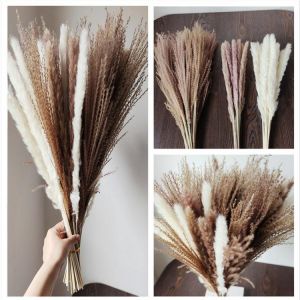 30Pcs 45cm Reed Pampas Wheat Ears Rabbit Tail Grass Natural Dried Flowers Bouquet Wedding Decoration Hay for Party Bohemian Home