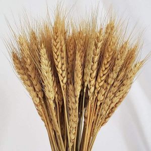 50Pcs Real Wheat Ear Flower Natural Dried Flowers Wedding Party Decoration Plant DIY Vase Dining Table Home Decor Wheat Bouquet