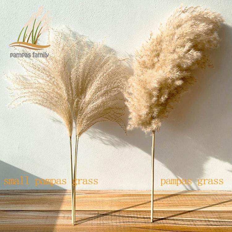 all in one place מלאכת יד real pampas grass decor natural dried flowers plants wedding flowers dry flower bouquet fluffy lovely for holiday home decor