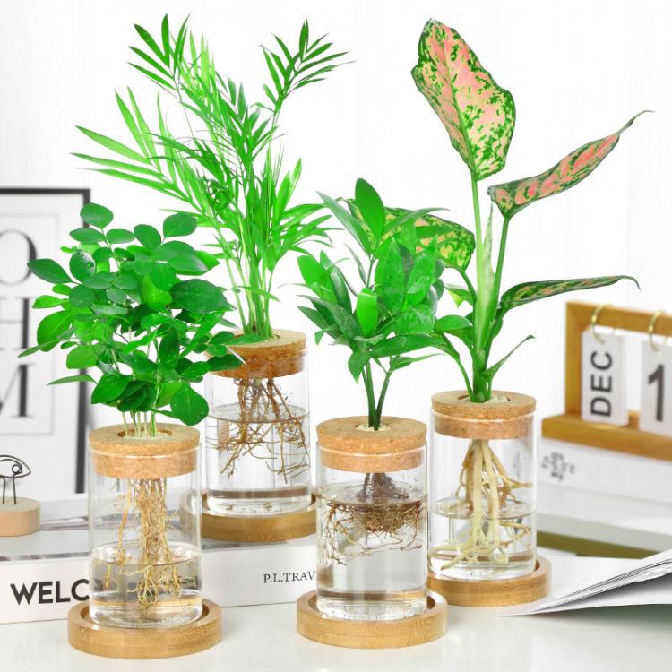 all in one place עיצוב פנים 1Pcs Terrarium Hydroponic Plant Flower Vases Stylish Glass Bottle Wooden Cork Tabletop Office Home Bonsai living Room Decoration